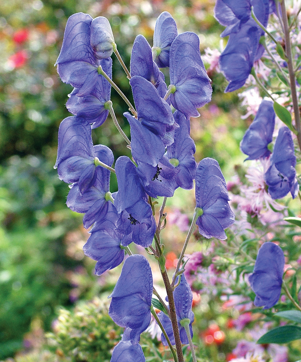 Arendsii azure monkshood