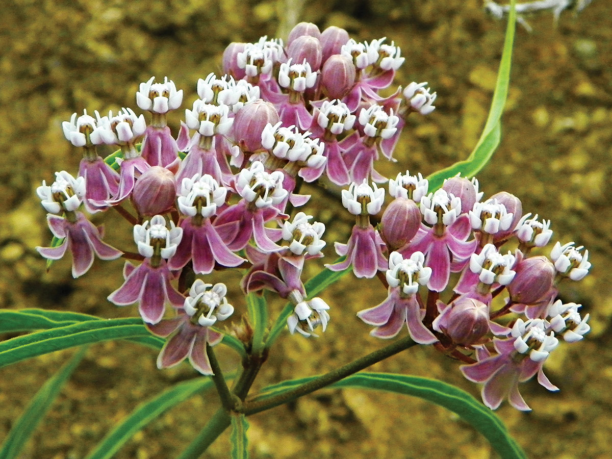 Narrow leaf milkweed