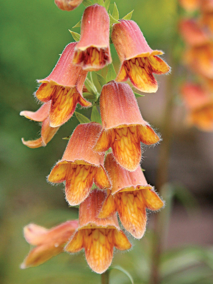 Sunset foxglove