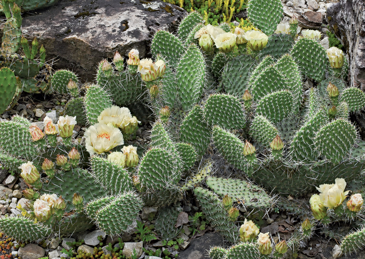 Plains prickly pear