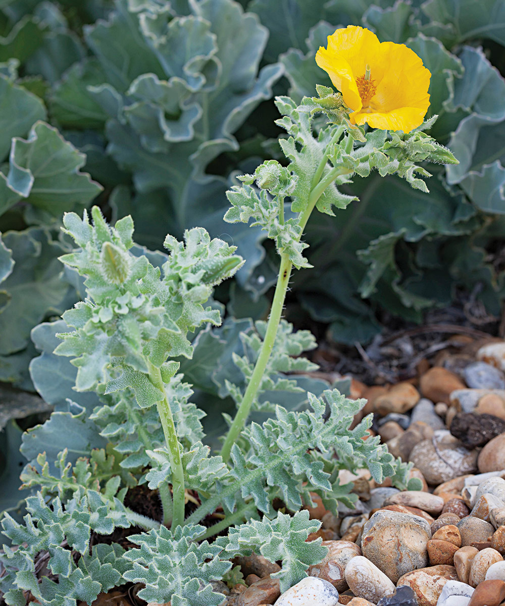 Horned poppy