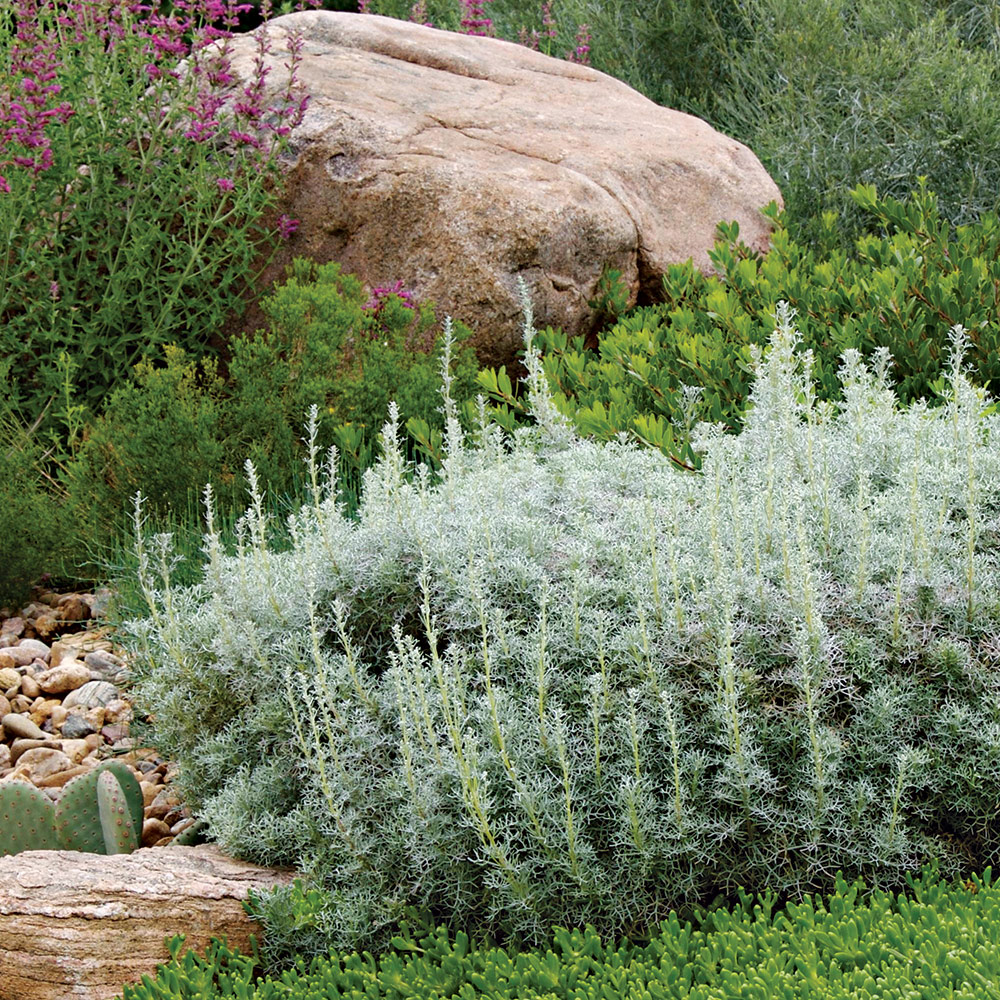 Sea Foam artemisia