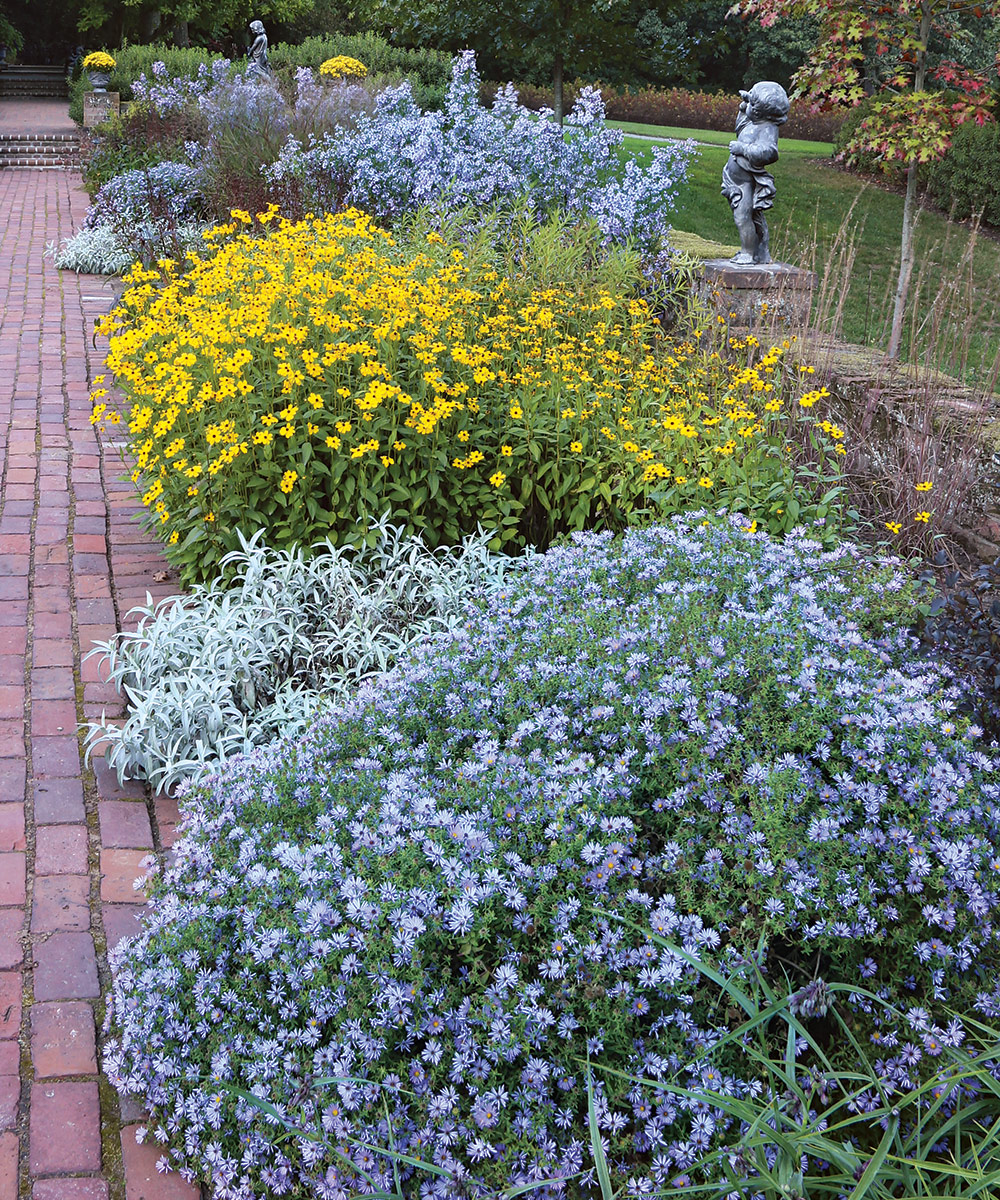 October Skies aromatic aster