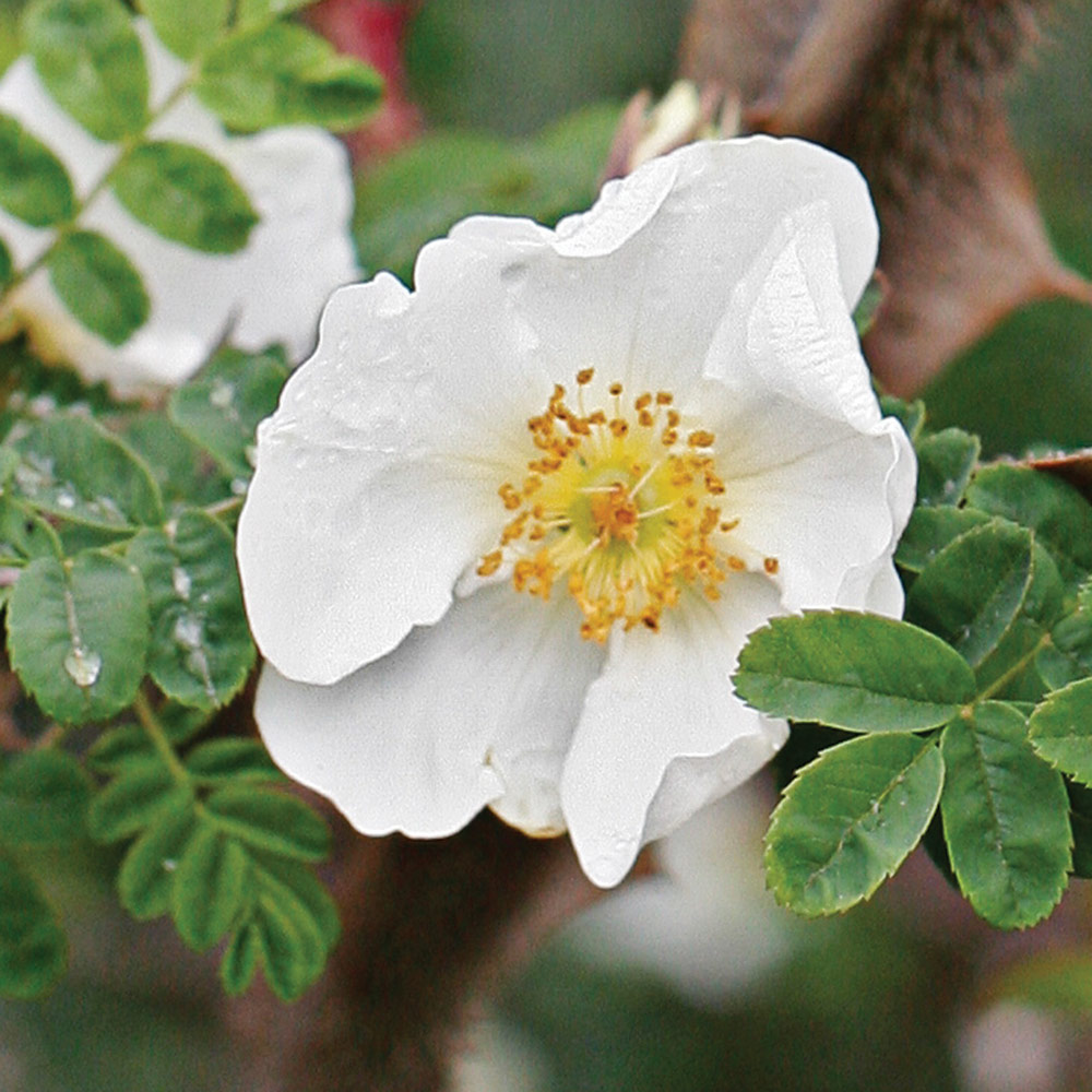 Winged thorn rose flower