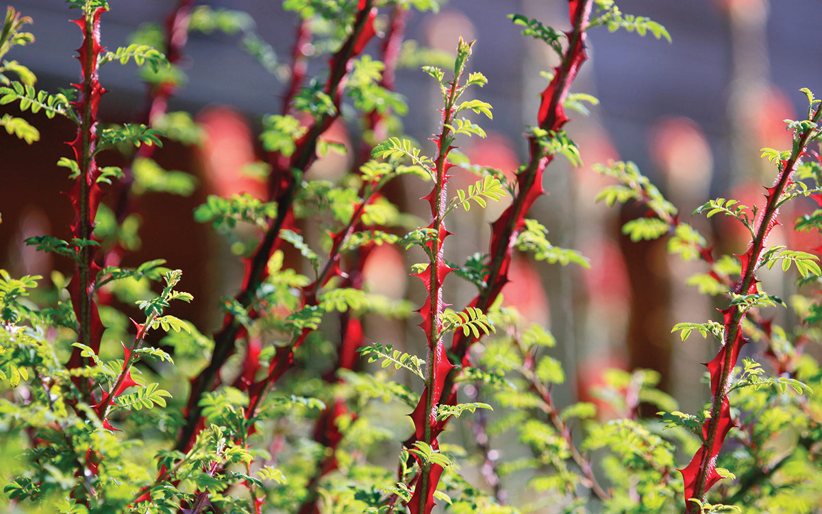 Winged thorn rose stems