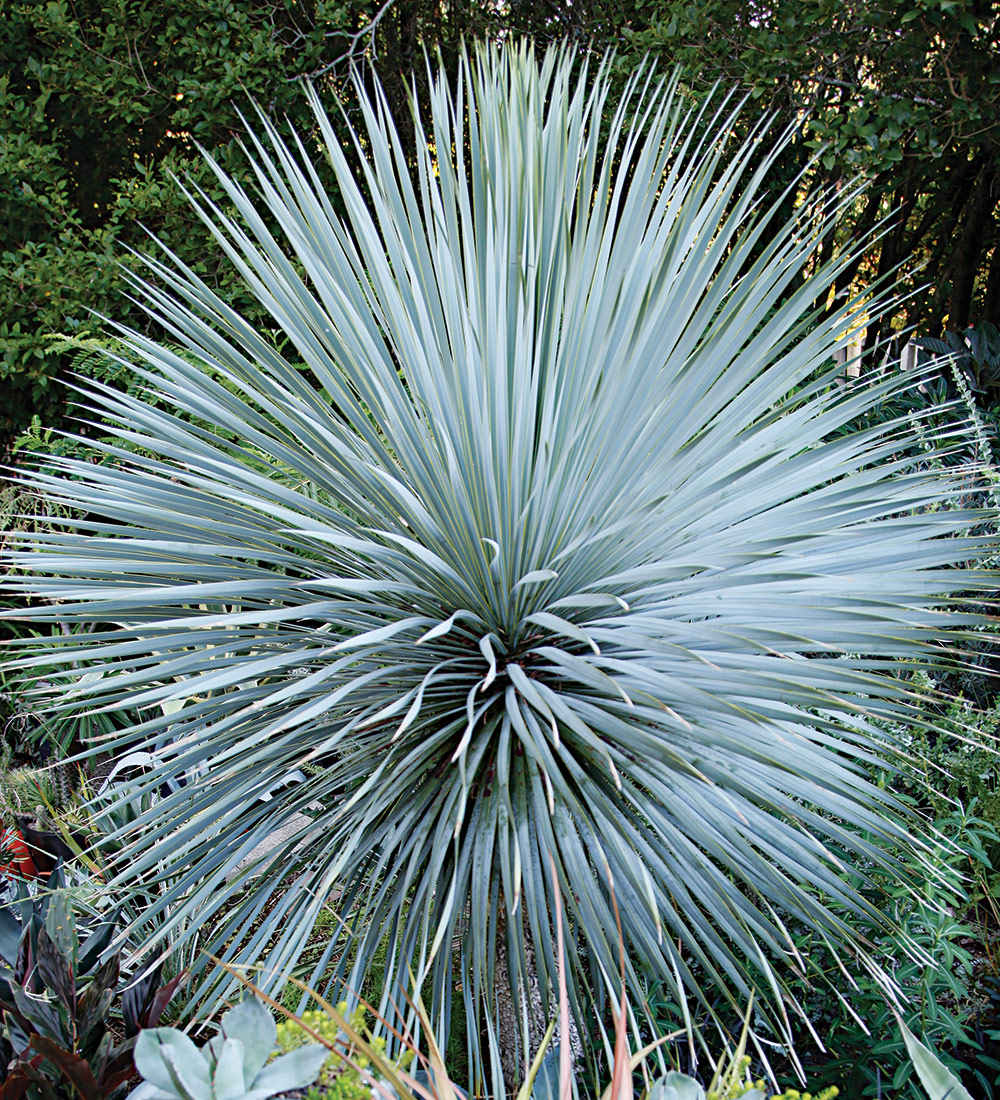 Sapphire Skies beaked blue yucca