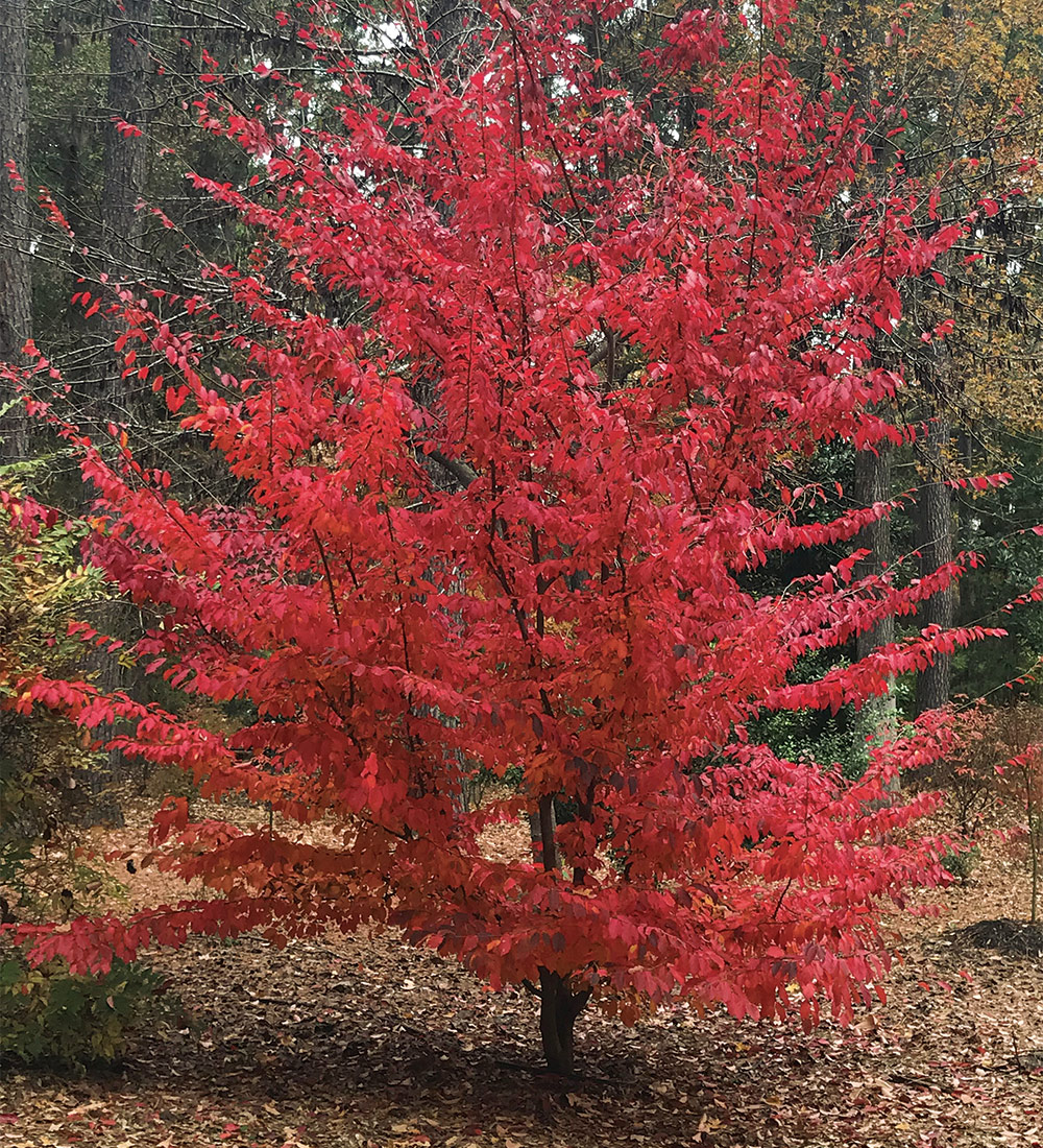 Chinese ironwood