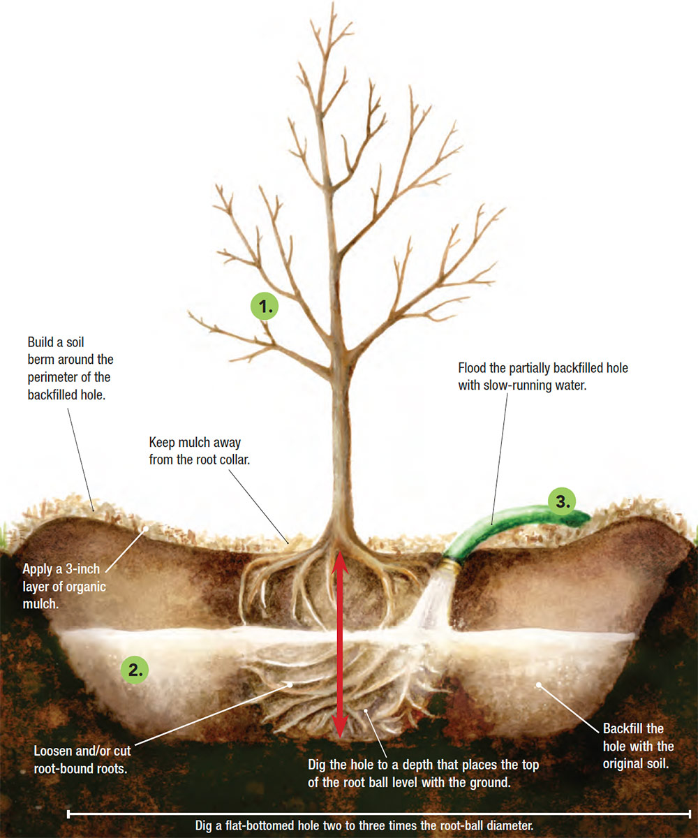 illustration of properly planting and caring for a new tree
