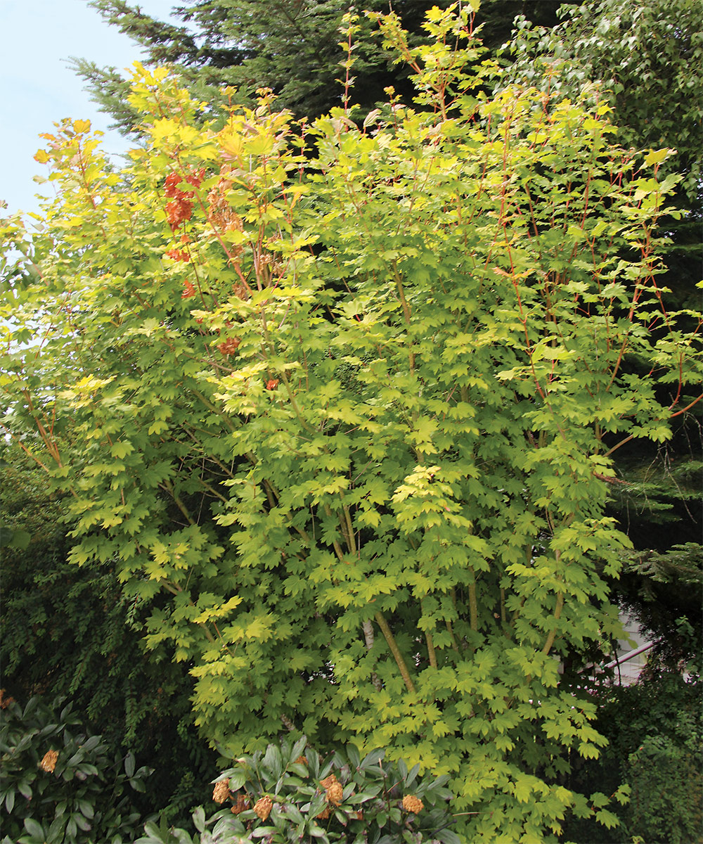 Any idea what these random branches are on our Pacific Fire Maple? Really  long, bright green BIG leaves different from the leaves on the rest of the  tree. We've had it for