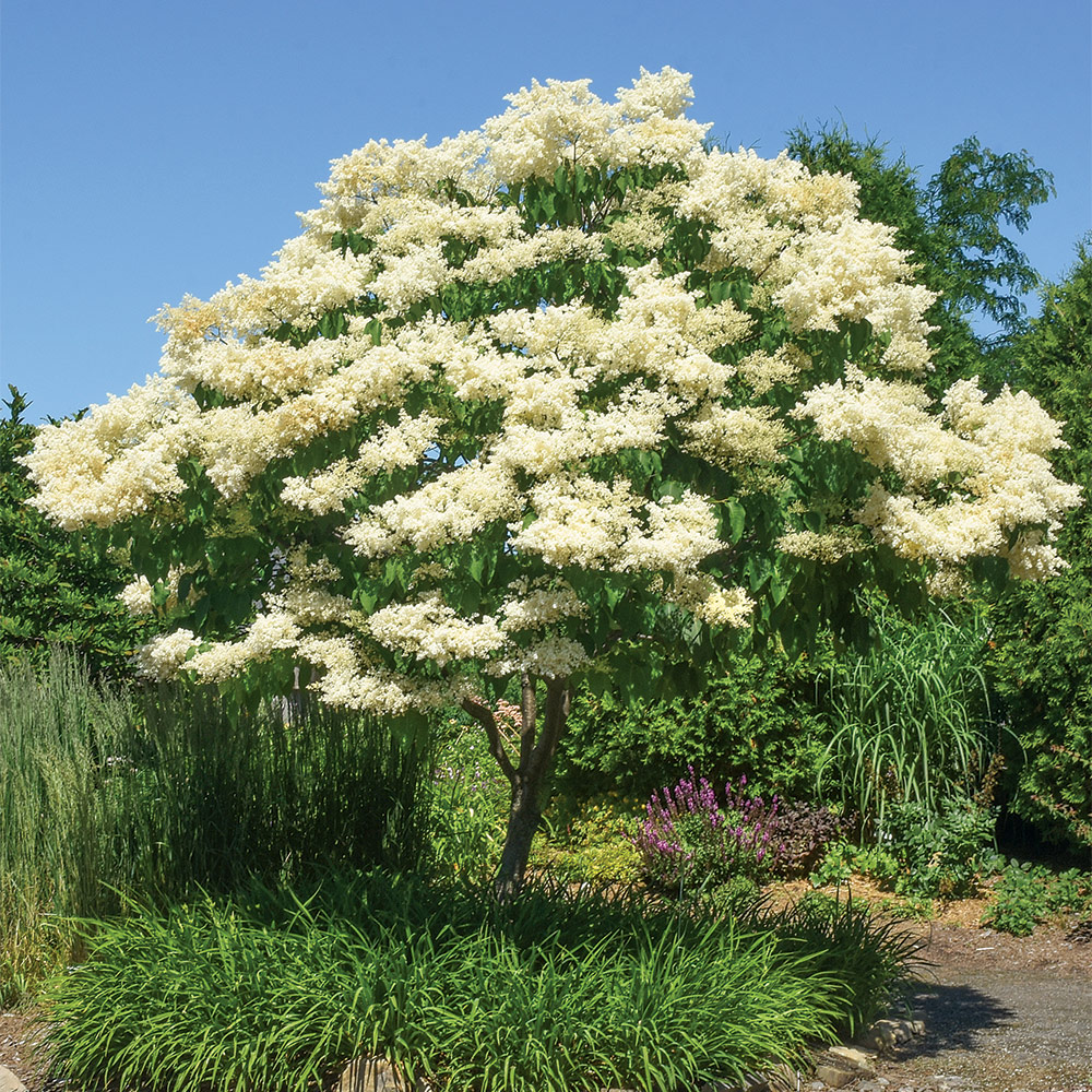 Ivory Silk Japanese tree lilac