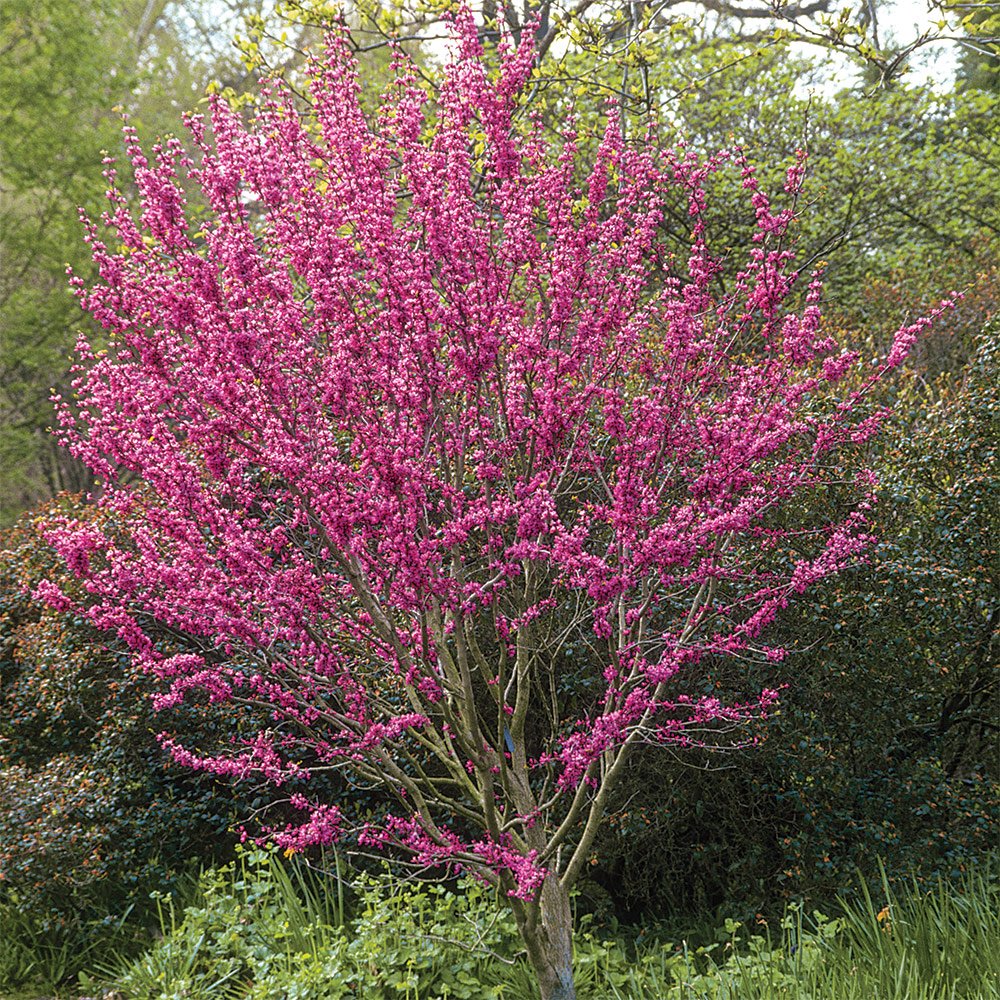 Avondale Chinese redbud