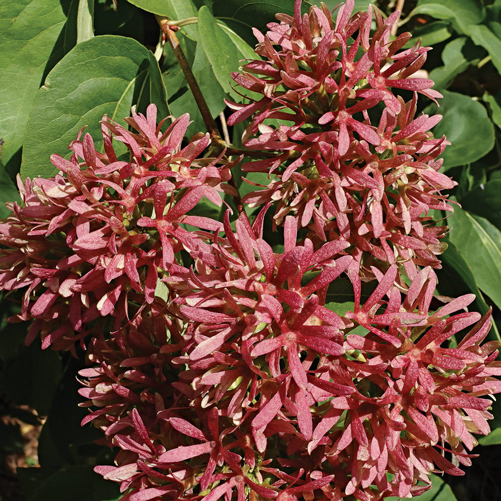 close up of seven-son flower inflorescences