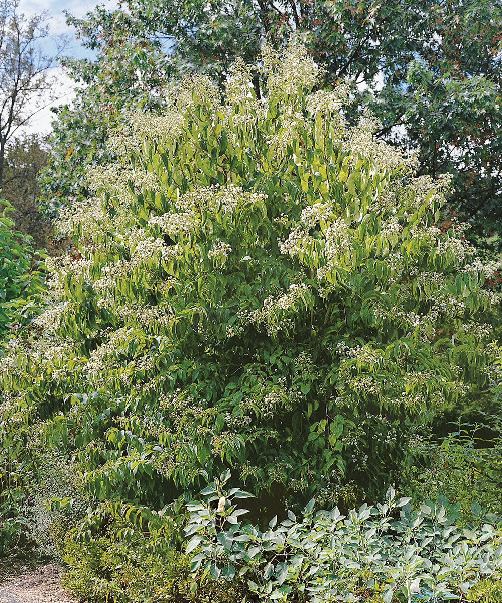 Any idea what these random branches are on our Pacific Fire Maple? Really  long, bright green BIG leaves different from the leaves on the rest of the  tree. We've had it for