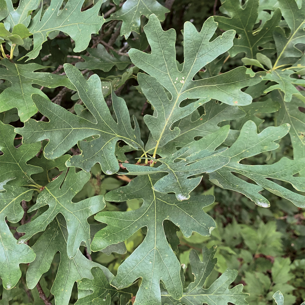 close up of white oak foliage