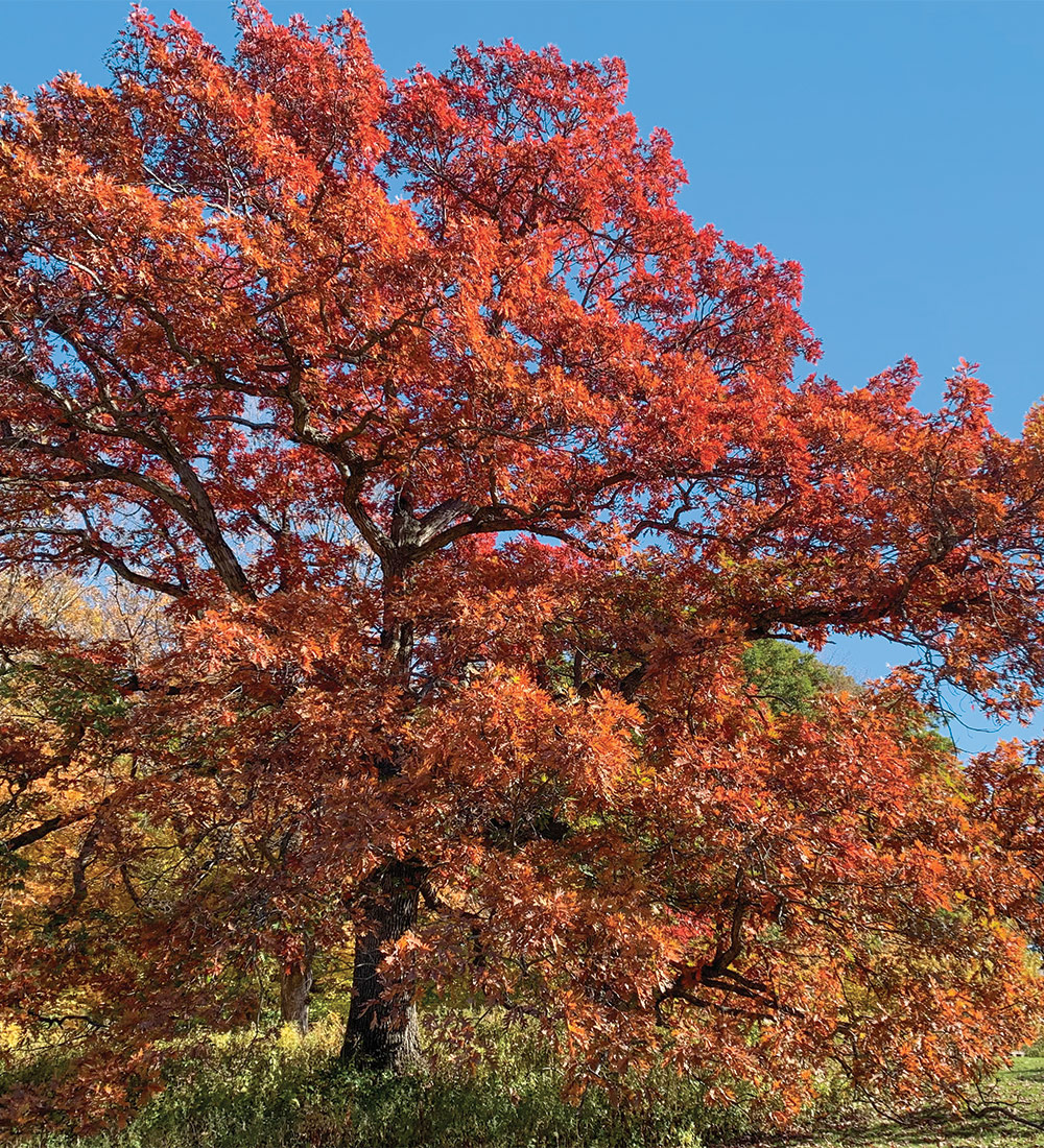 white oak with fall color