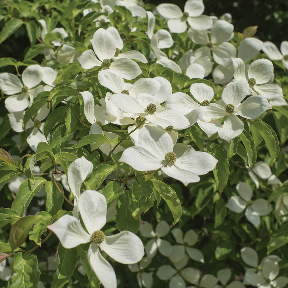 flowering dogwood