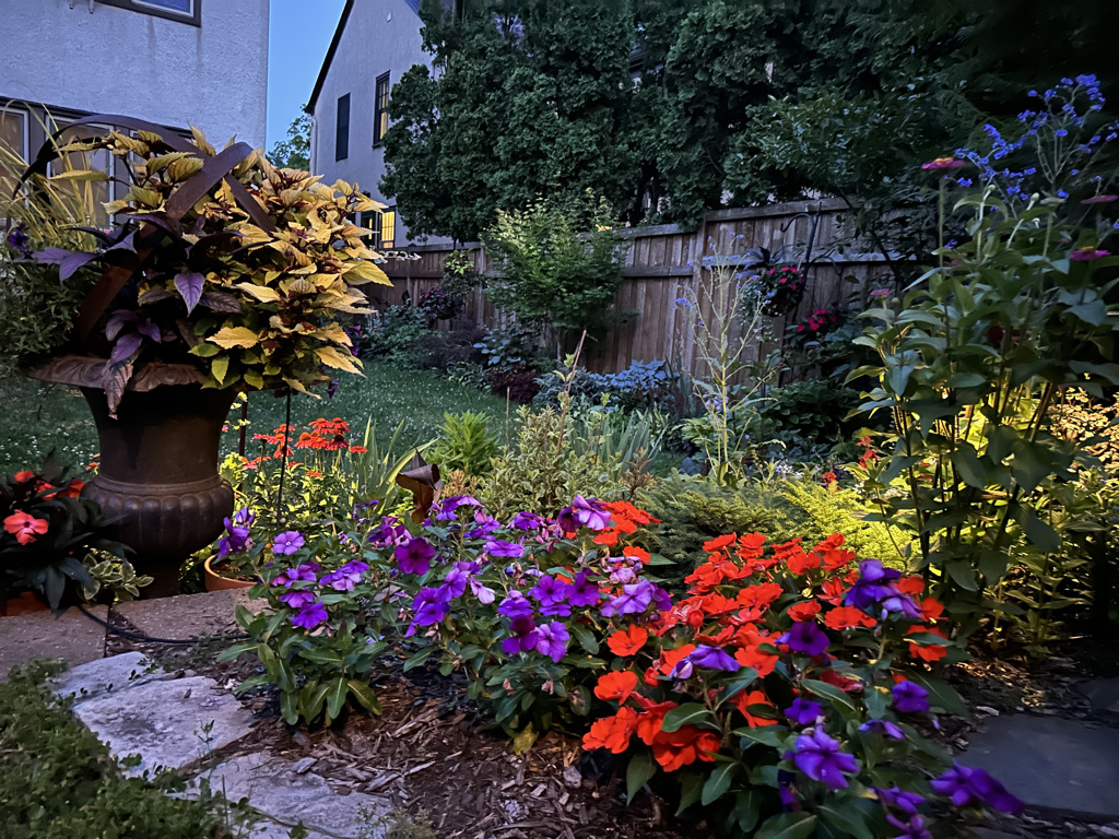 garden at night with bright red and purple flowers illuminated