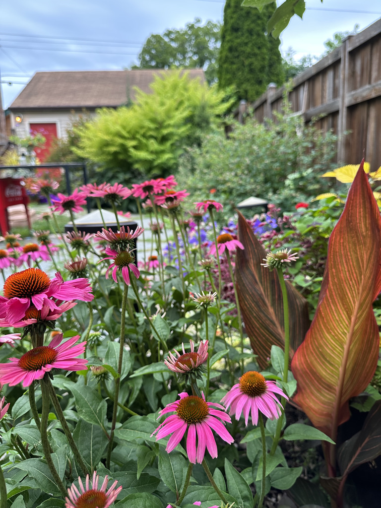 close up of pink coneflowers