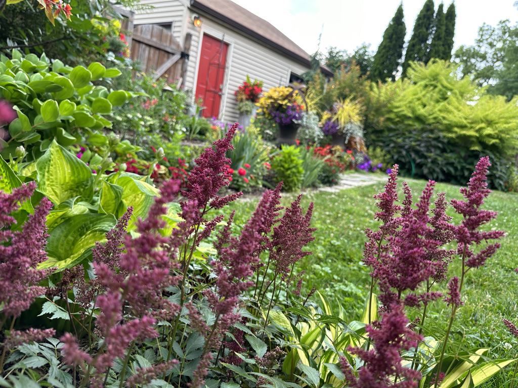 Astilbe flowers in the foreground of the garden