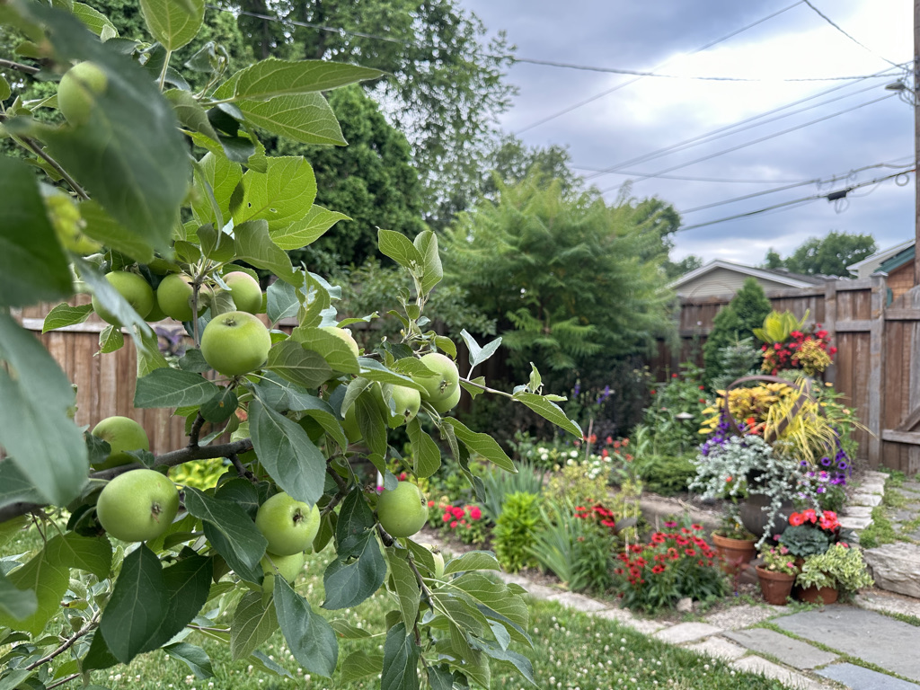 close up of apple tree with flowers growing in the background