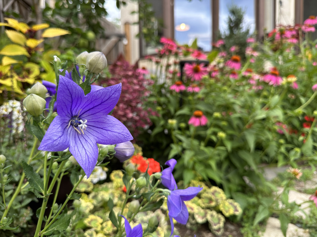 close up of purple balloon flower with many other flowers growing behind