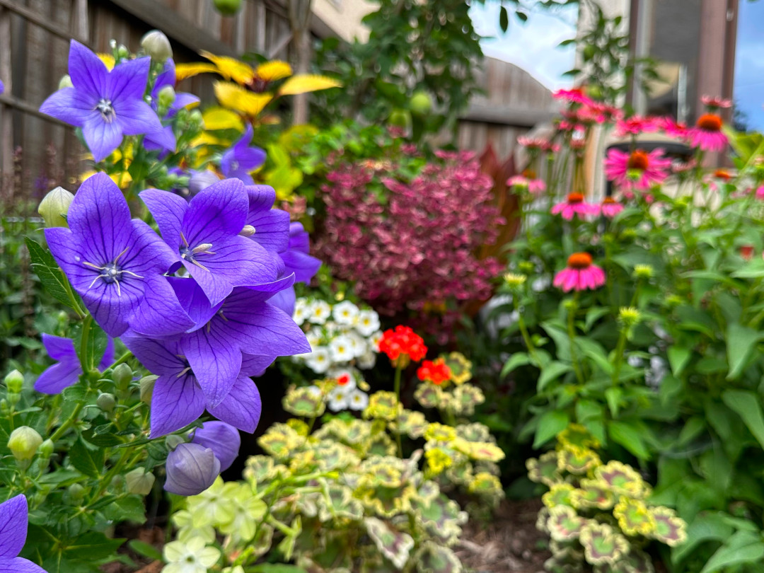 closer look at the various plants growing behind the purple balloon flower