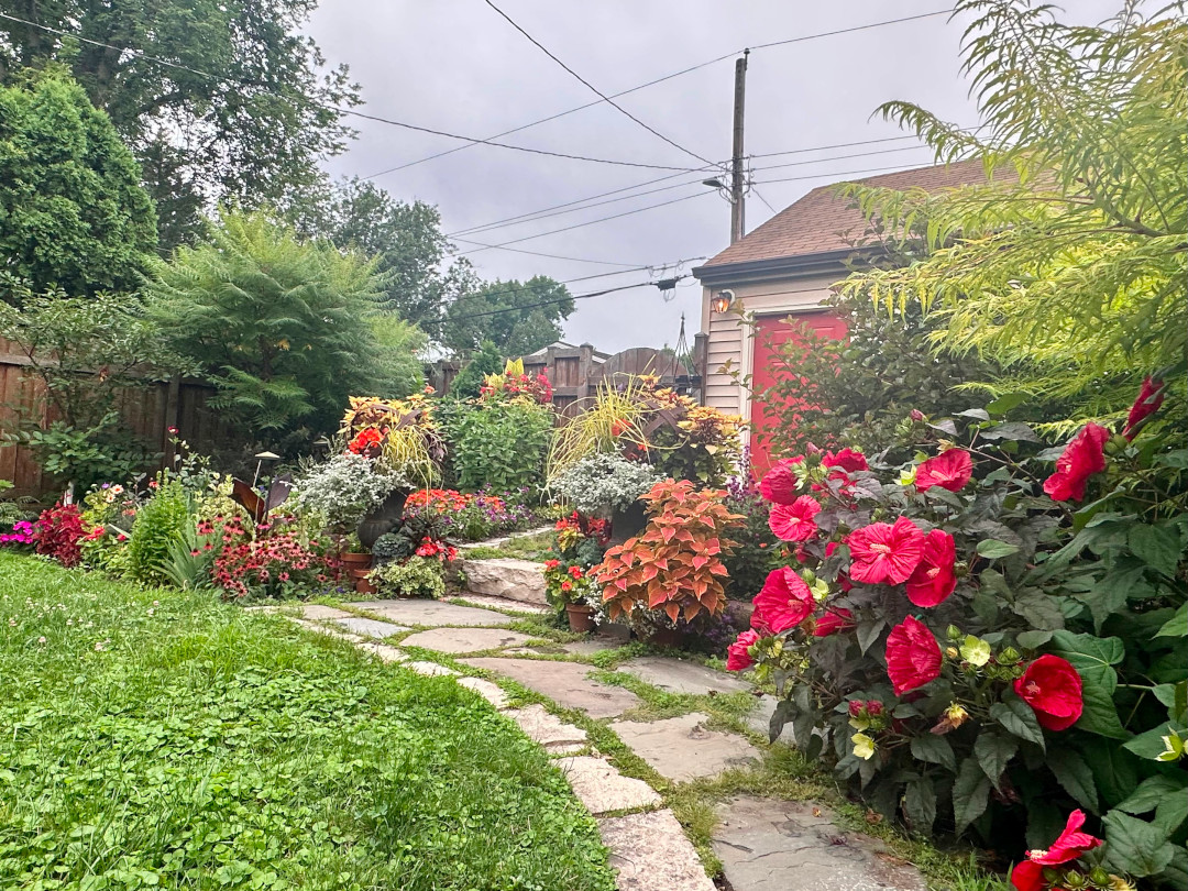 wide view of the containers and other plants growing around the house