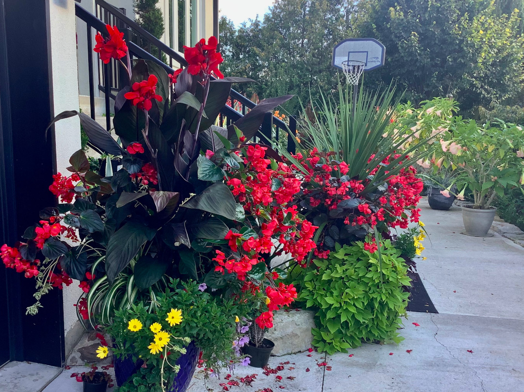 close up of container plantings with bright red and yellow flowers