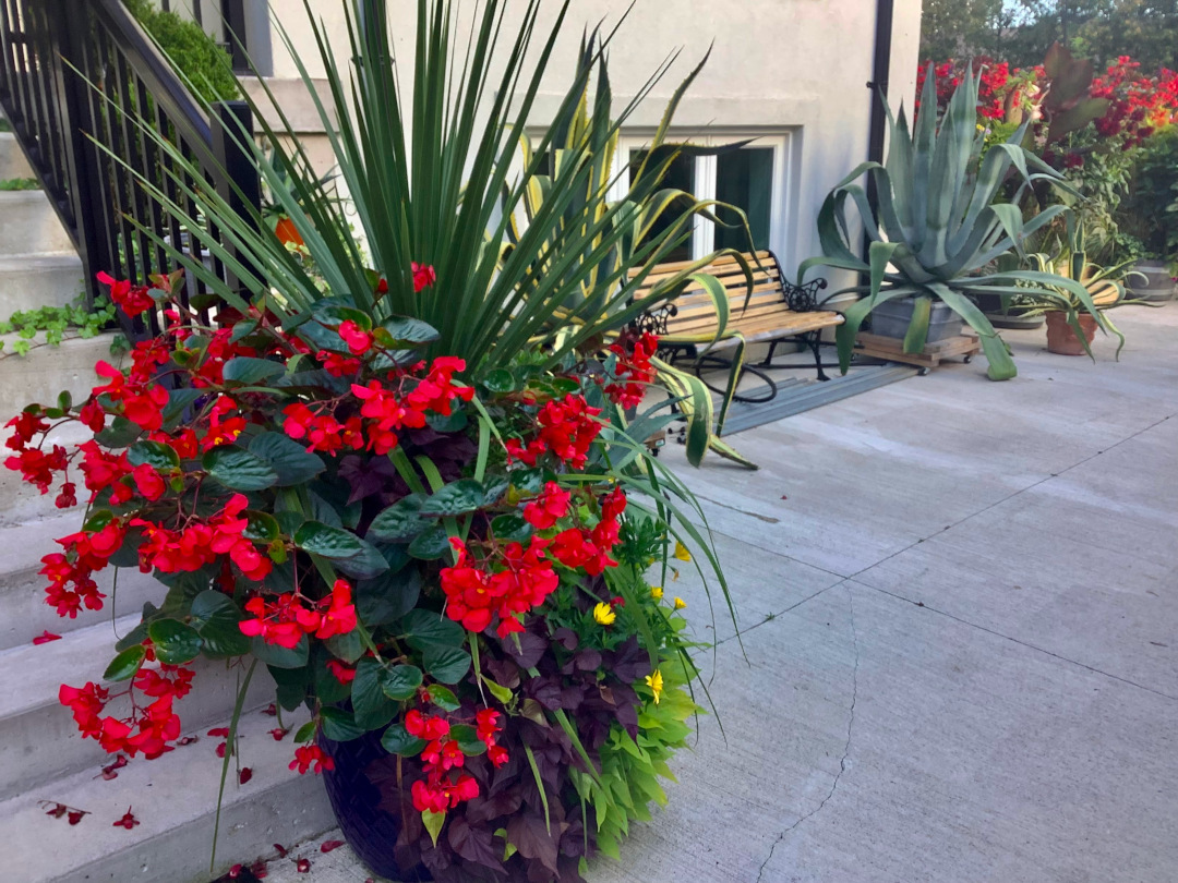 close up of container with spiky foliage and red flowers