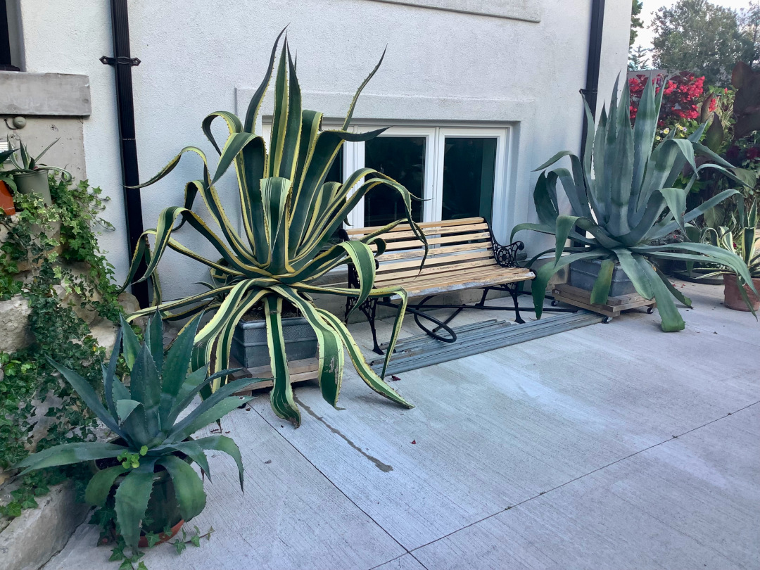 two giant agaves in pots on each side of a garden bench
