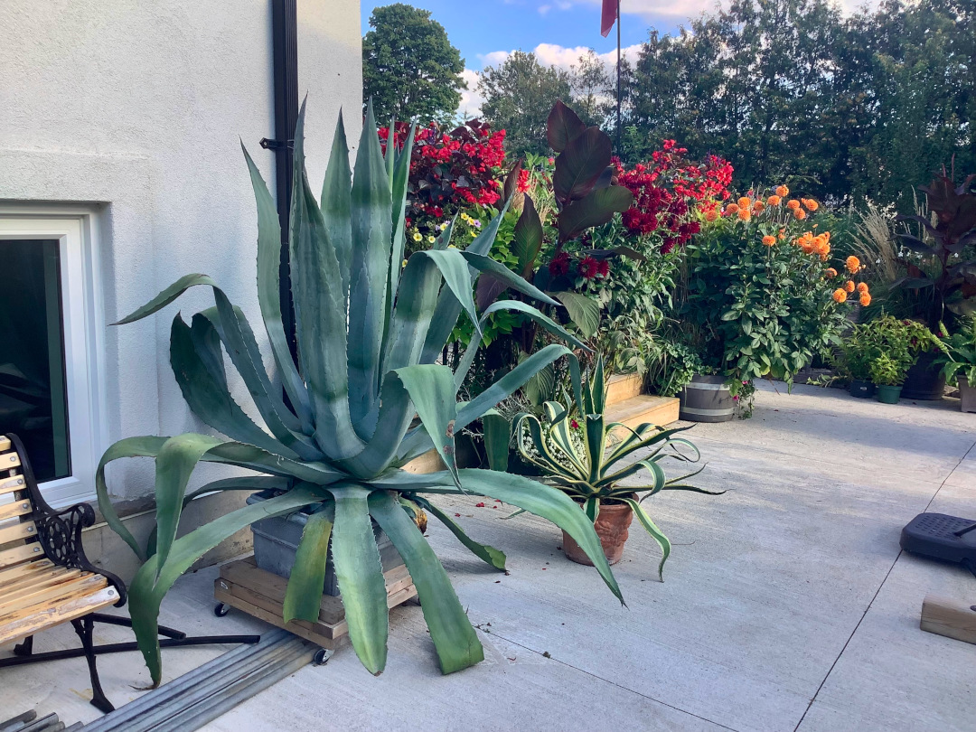 giant agave in a pot in front of large planting of dahlias