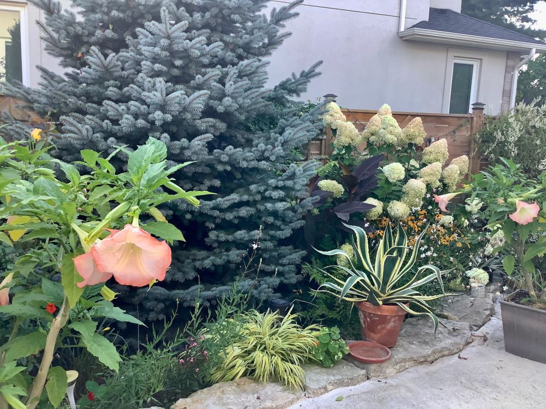 variegated agave next to a conifer, hydrangea, and pink flowers