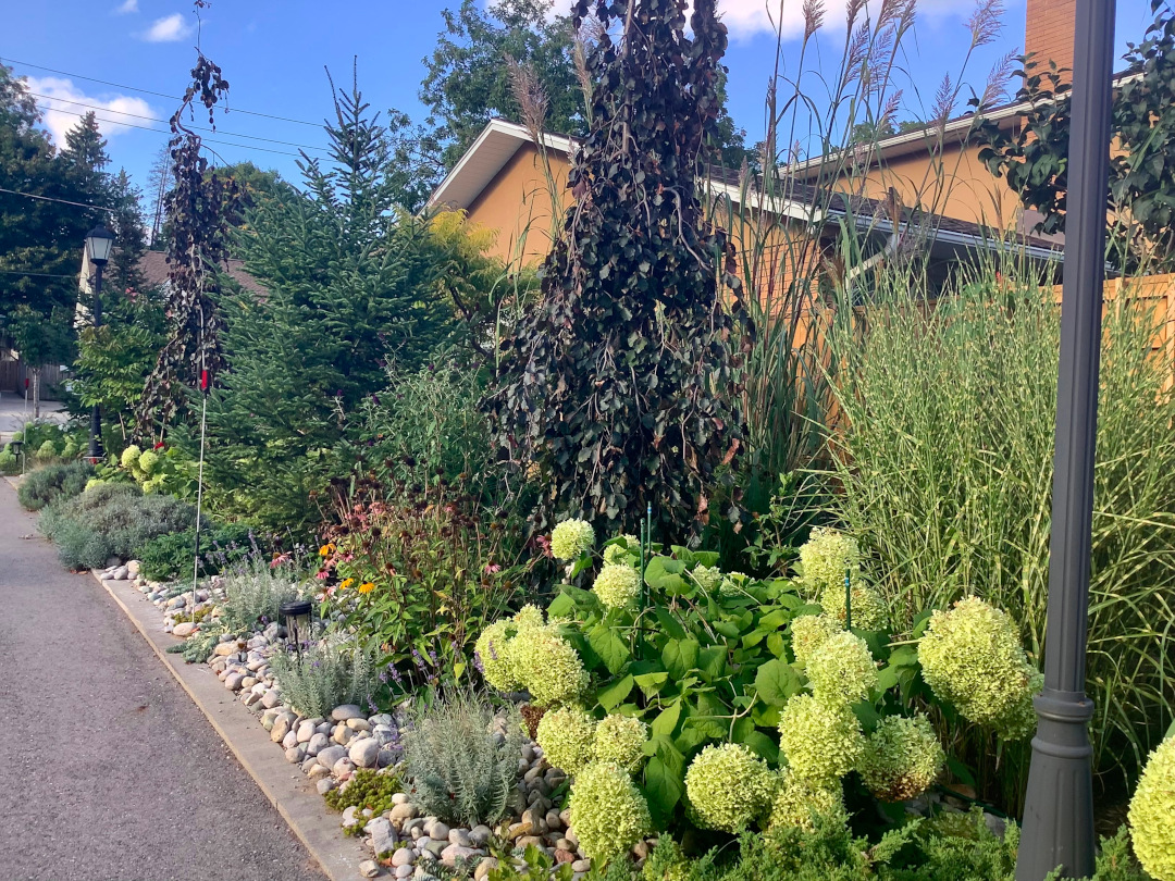 garden bed with various trees, shrubs, and an ornamental grass