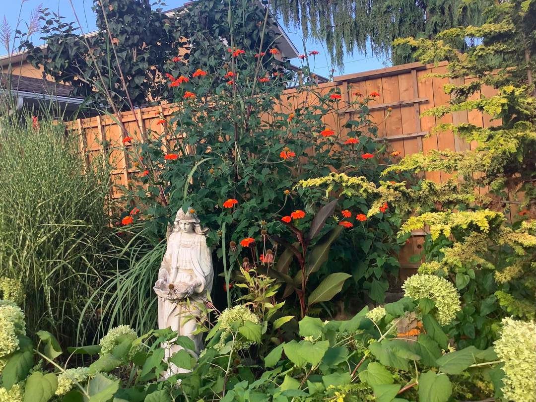large mexican sunflower growing between various foliage plants