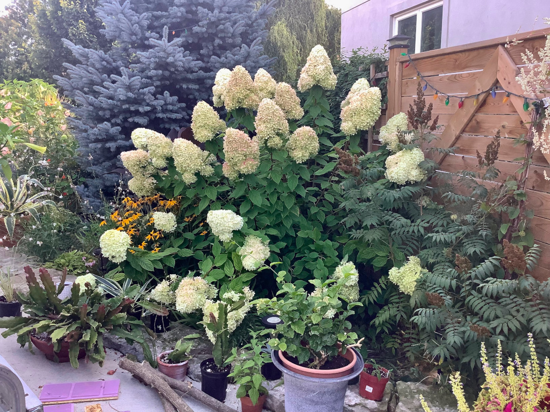 close up of large hydrangea in a garden bed