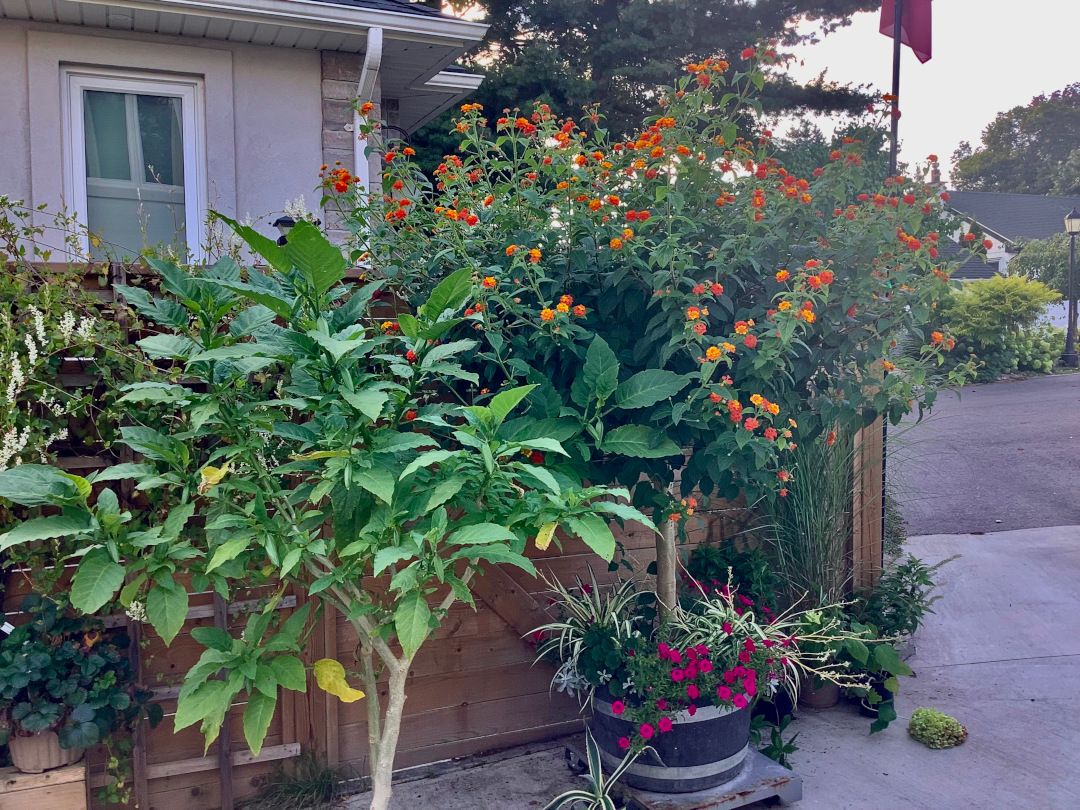 small tree with orange flowers growing in a container