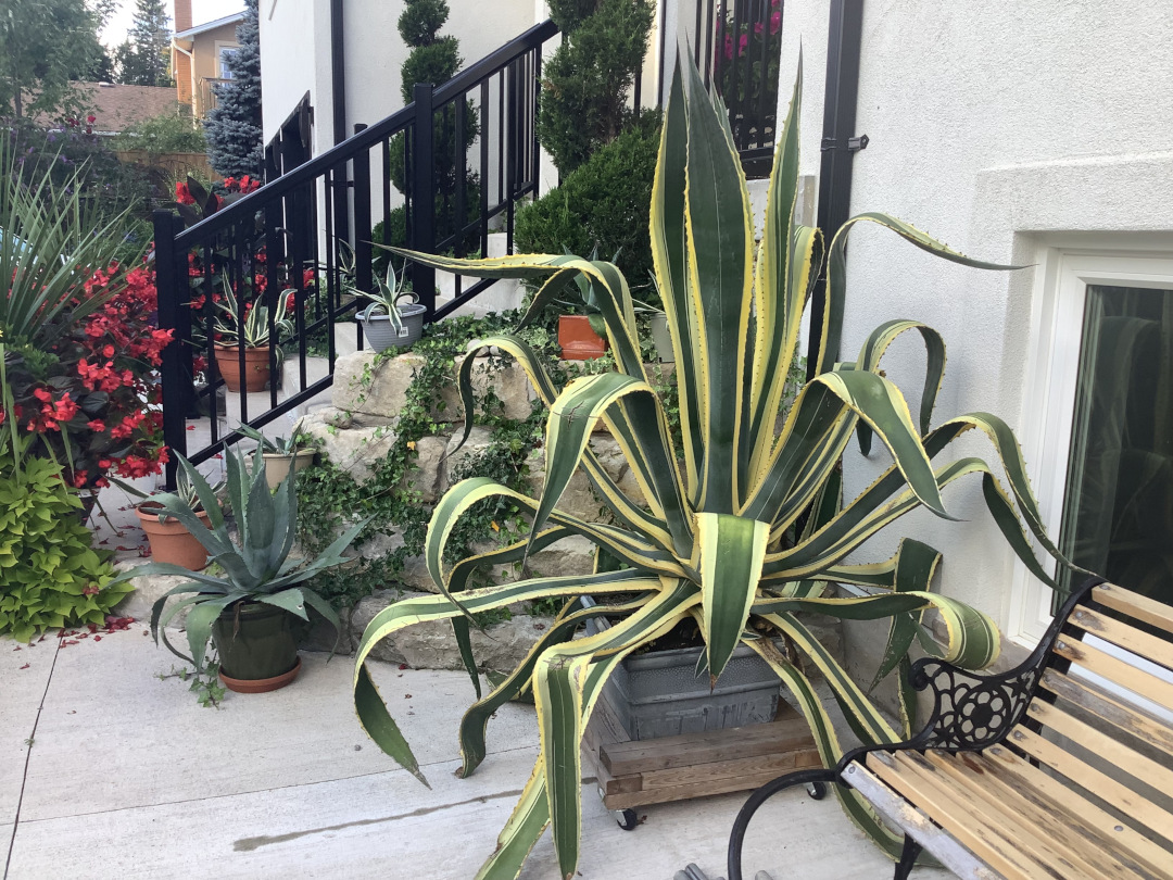 large variegated agave growing next to steps to house