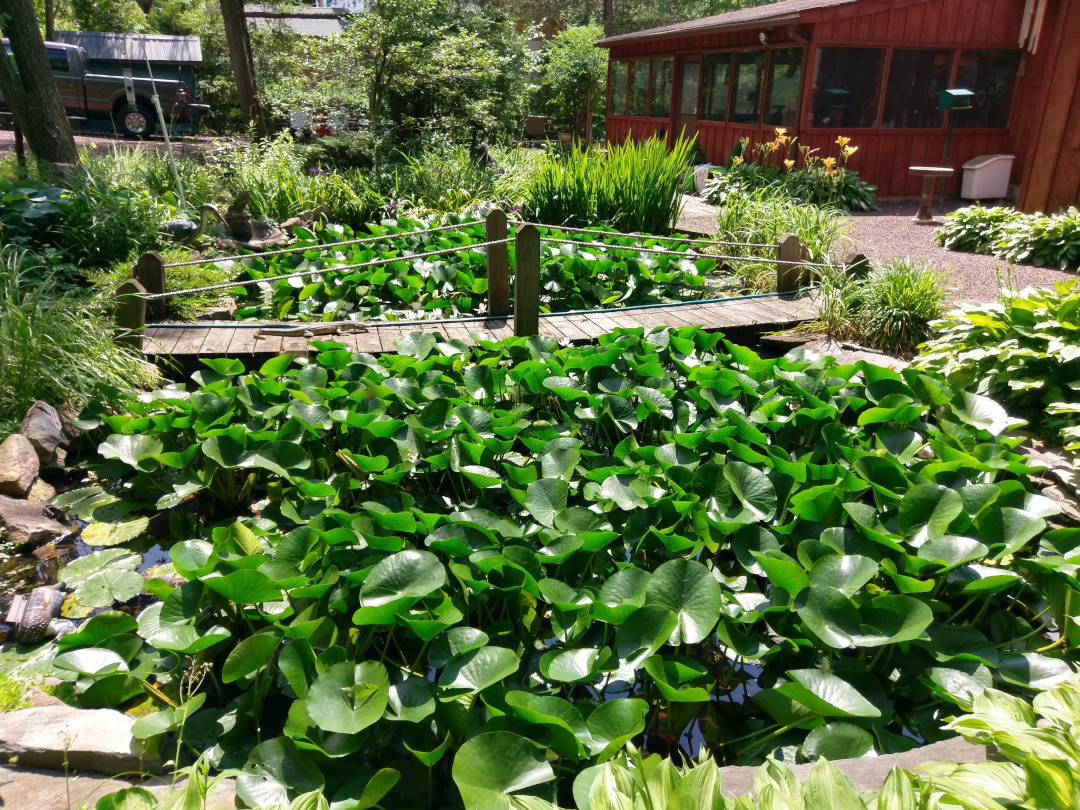 garden pond covered in waterlilies