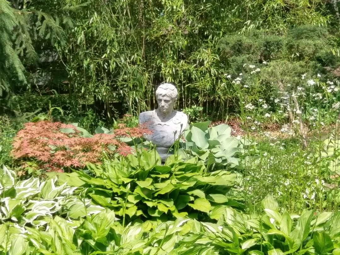 stone bust amongst large planting of hostas