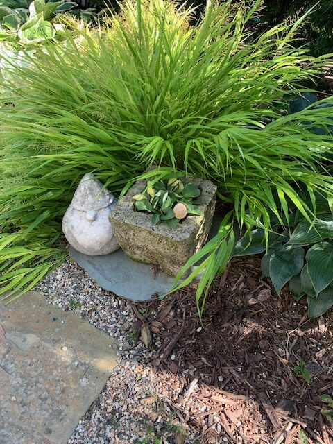 large ornamental grass growing around a small potted plant and garden gnome