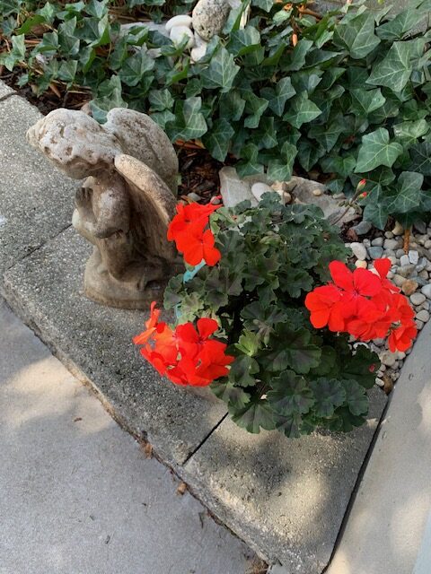 close up of bright red geraniums