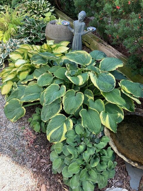 close up of a few hosta varieties