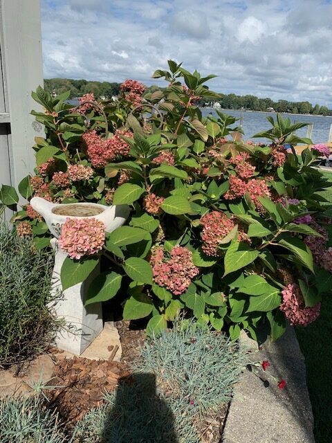 close up of pink hydrangea with lake behind