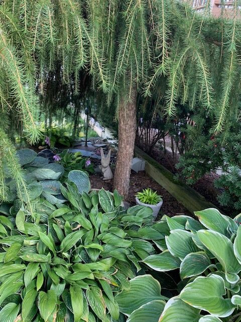 various hostas growing under a small tree