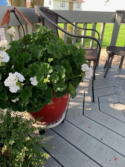 white geranium in a container on a deck