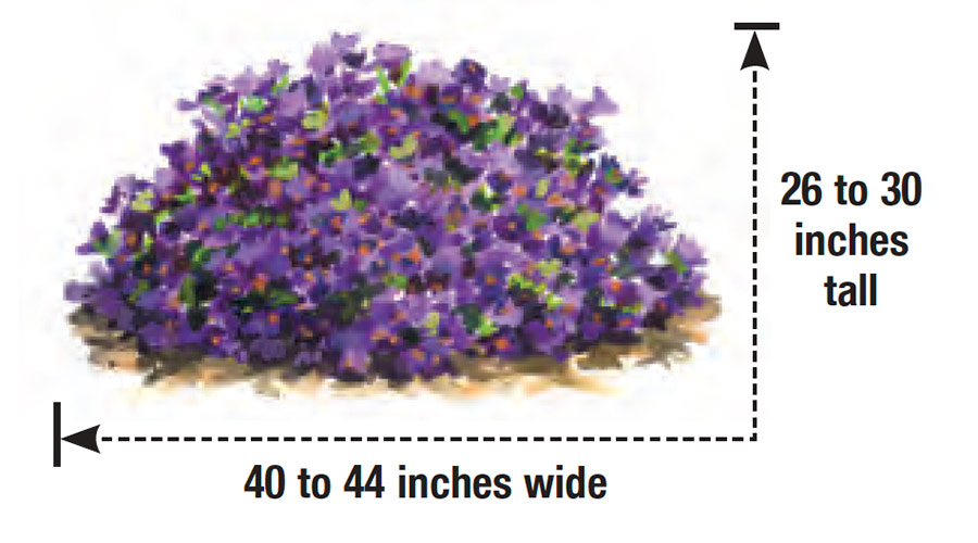 Grape Crush New England aster mature height and width illustrated