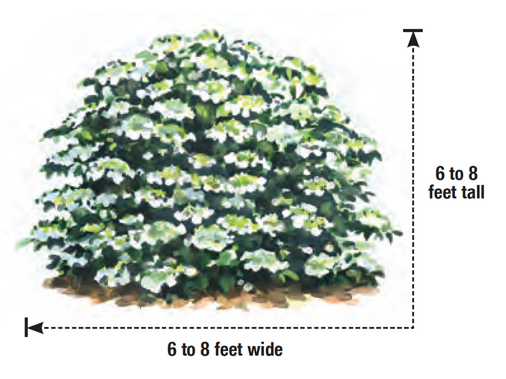 Spring Lace viburnum mature height and width illustrated