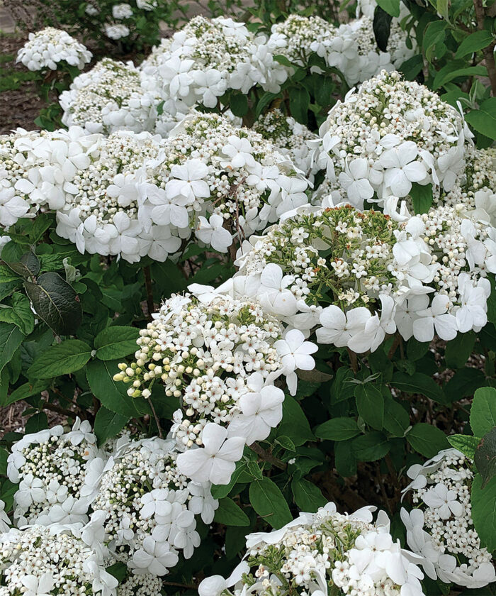 compact viburnum