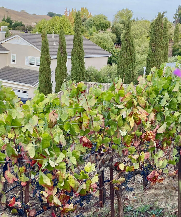 grape vine fence design