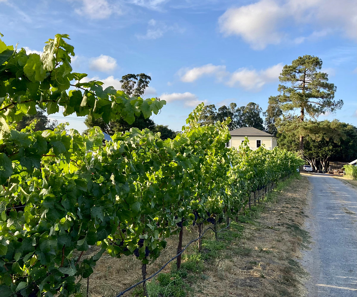 row of grape vines